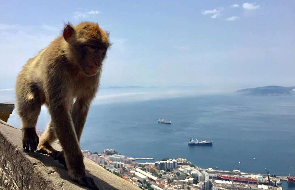 Gibraltar Monkeys on Rock of Gibraltar