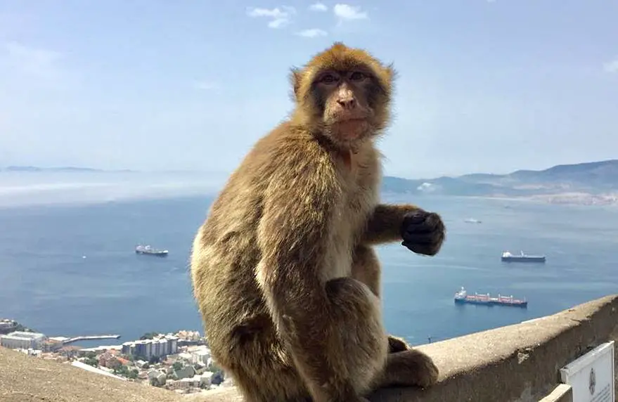 Rock of Gibraltar Barbary apes