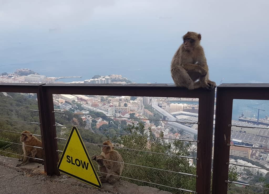 Gibraltar Barbary Apes on top of the Rock of Gibraltar