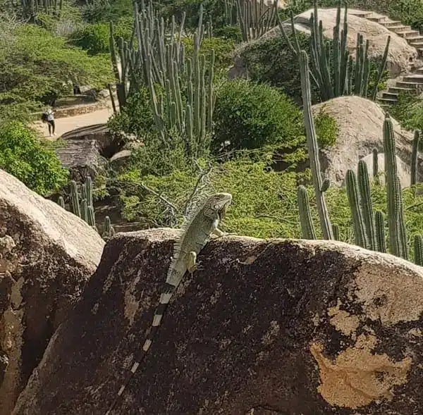 Iguana in Aruba, Casibari Rock Formations