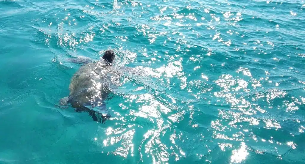 Caretta Caretta Zakynthos