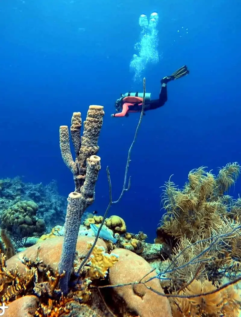 Diving and snorkeling in Bonaire Marine National Park