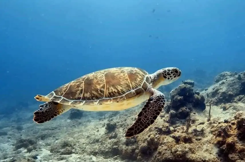 Klein Bonaire is home to turtle nesting grounds 