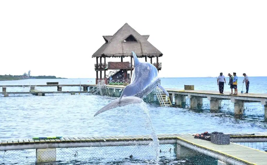 Dolphin at Chankanaab