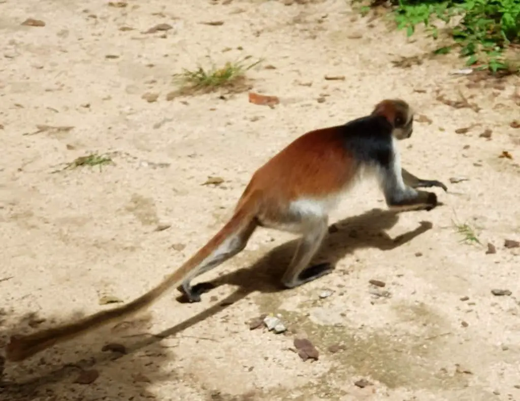 Red Colobus Monkey crossing our road in Jozani forest, Zanzibar