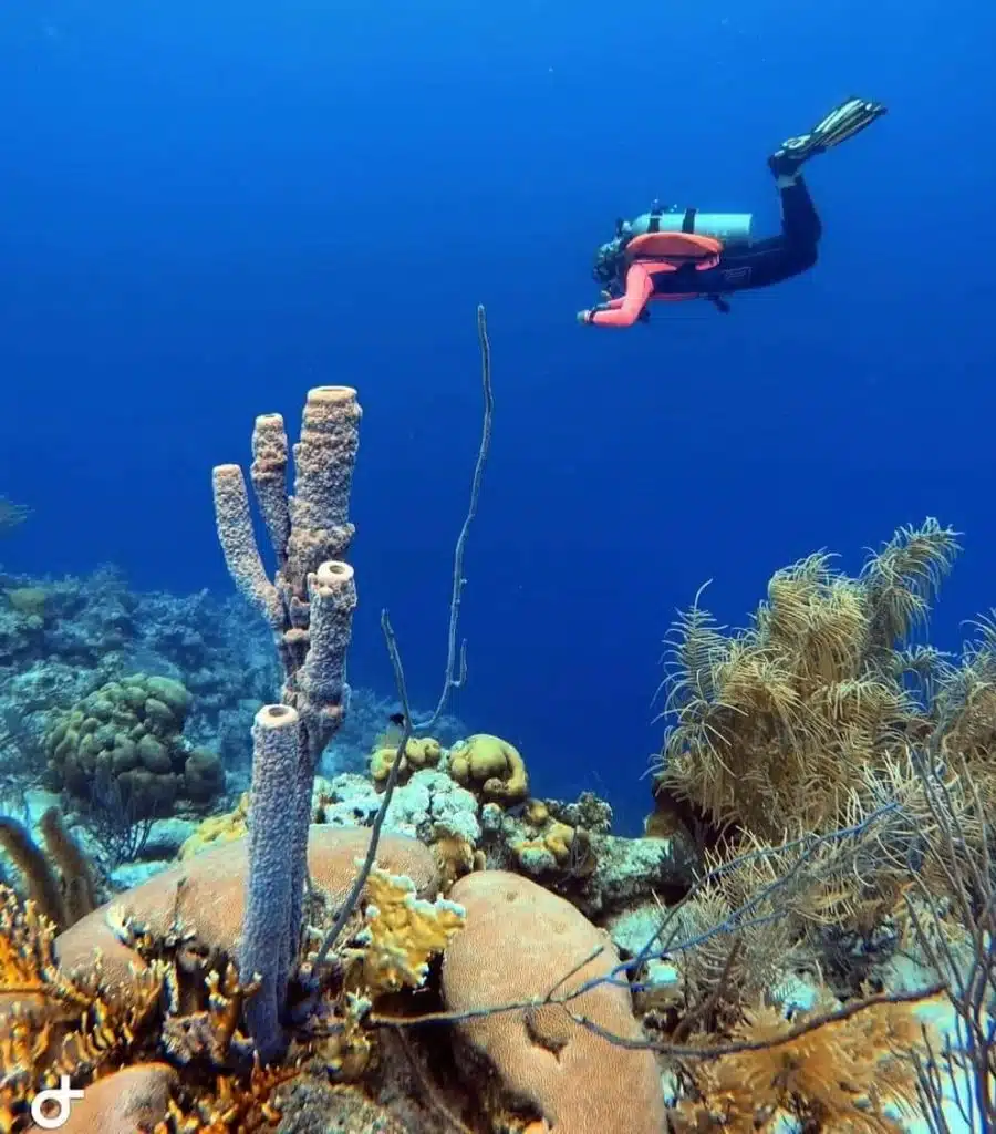 Bonaire Scuba Dive in Bonaire National Marine Park