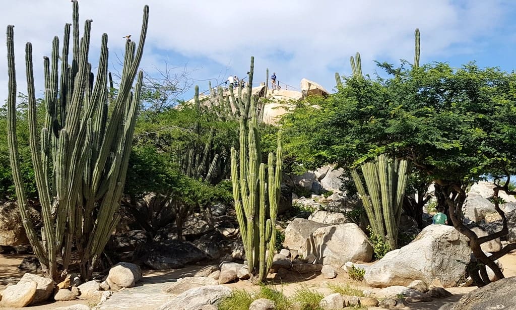 Casibari Rock Formations and huge cacti trees in Aruba