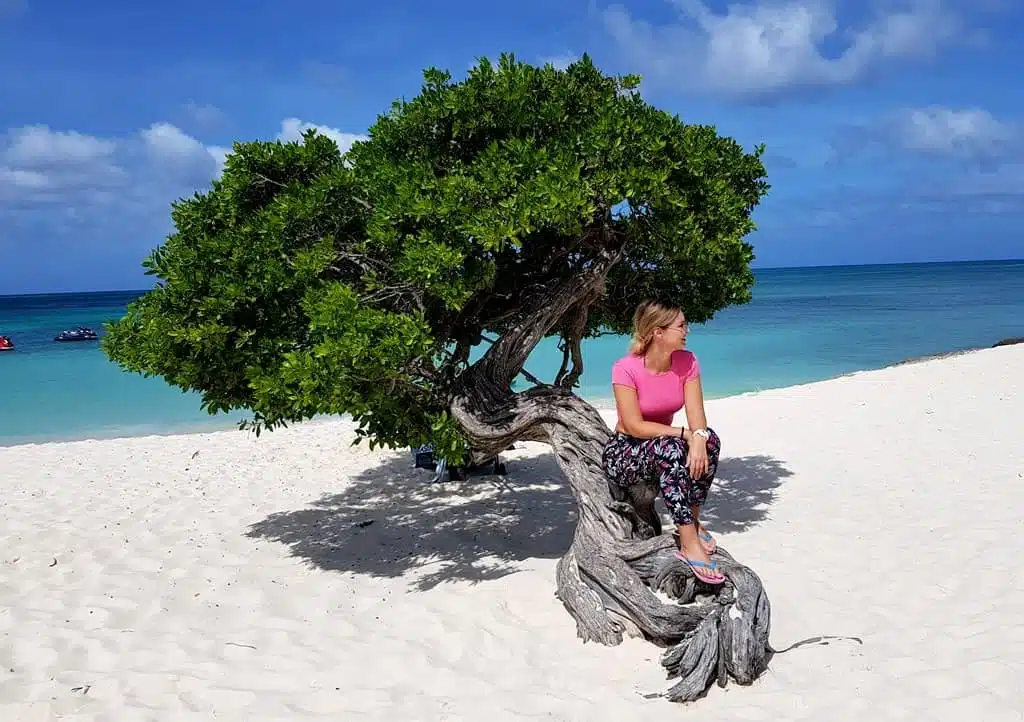 Fofoti tree at Eagle beach is the most photographed tree on the island