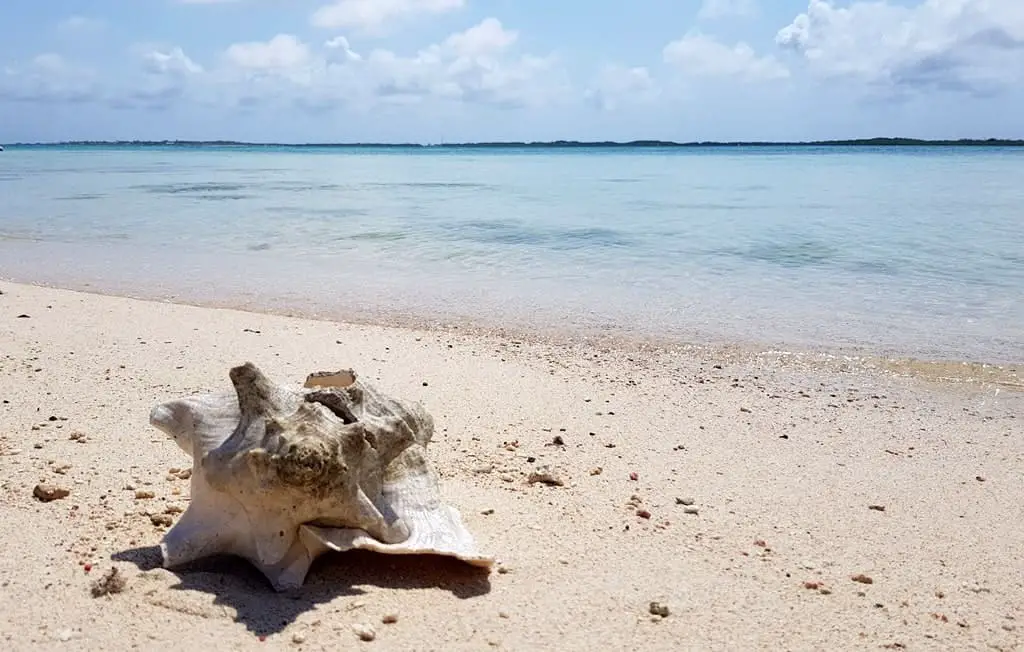 A conch in the Lac Bay National Park