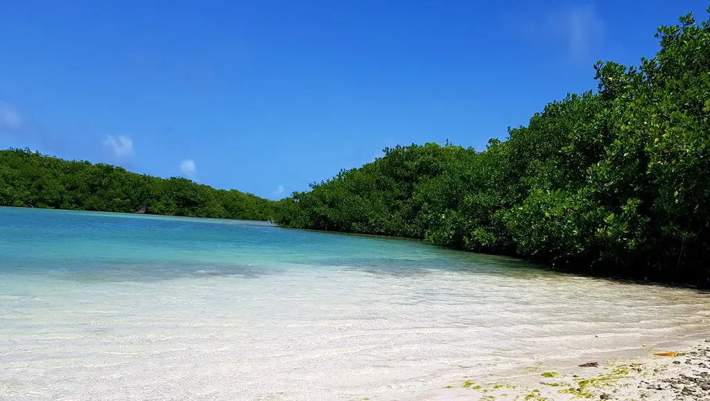 Mangrove reserve in the Lac Bay national park, Bonaire 