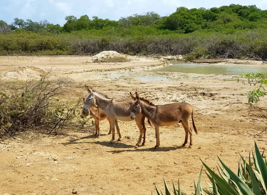 Donkeys in Washington Slagbaai National Park in Bonaire