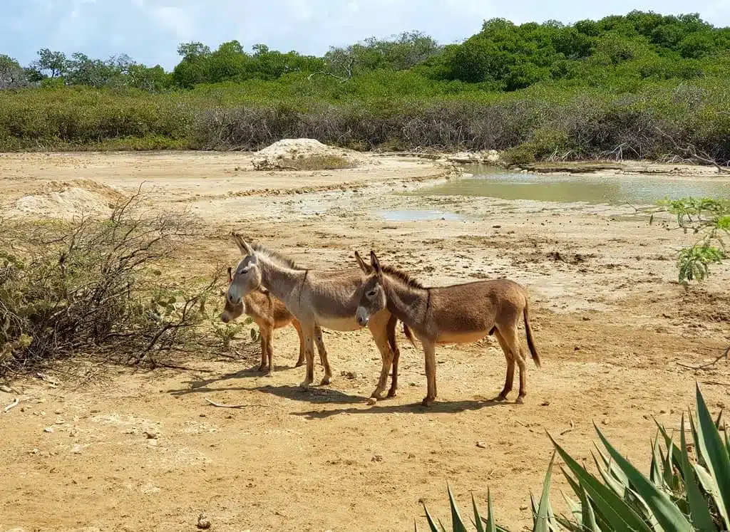 Donkeys in Washington Slagbaai National Park in Bonaire