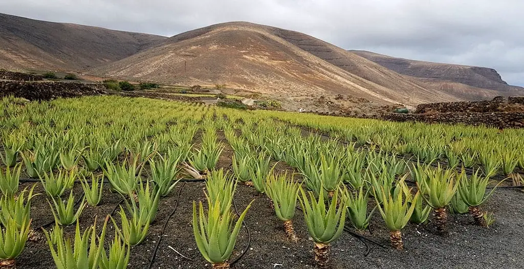 Lanzarote Aloe Vera Farm