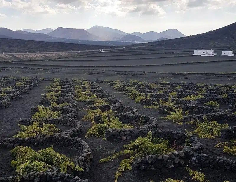 Lanzarote vineyards