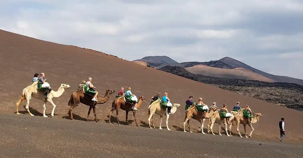 Timanfaya National Park camel ride