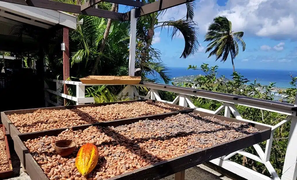 Cocoa beans at Howelton Estate, St. Lucia - the picture of cocoa beans