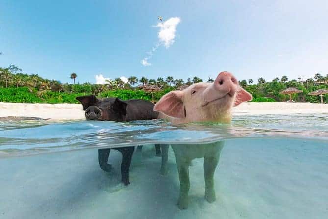 Swimming with Pigs in Rose Island, Nassau