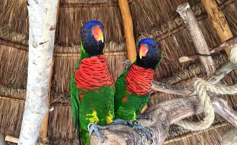 Costa Maya cruise port aviary