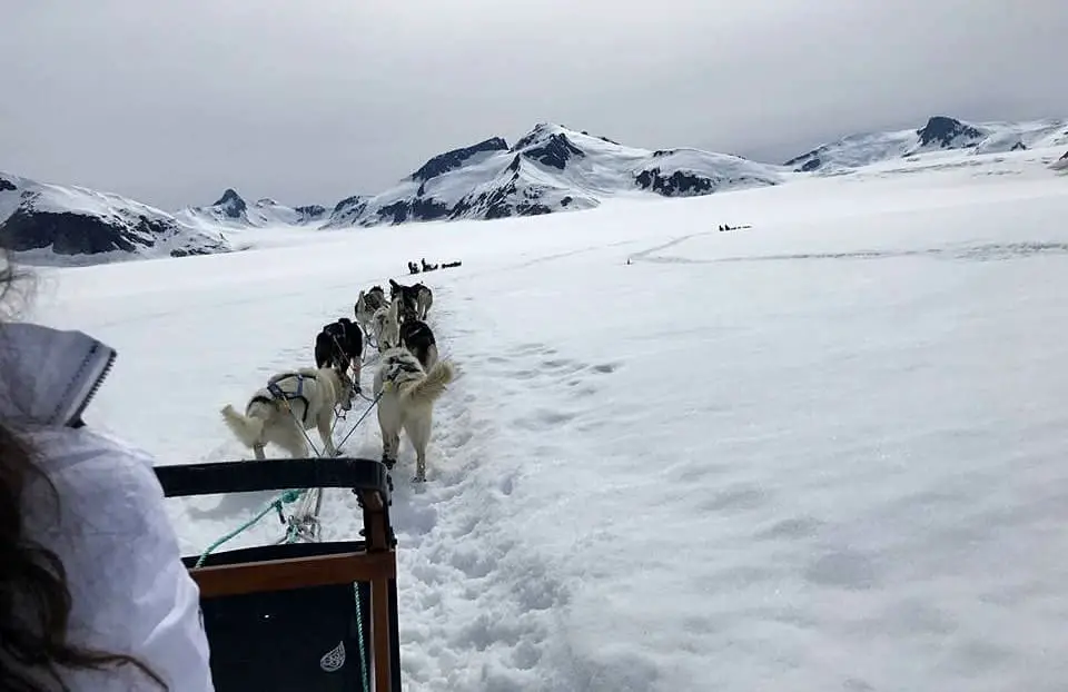 Juneau dogs sledding experience - Alaska