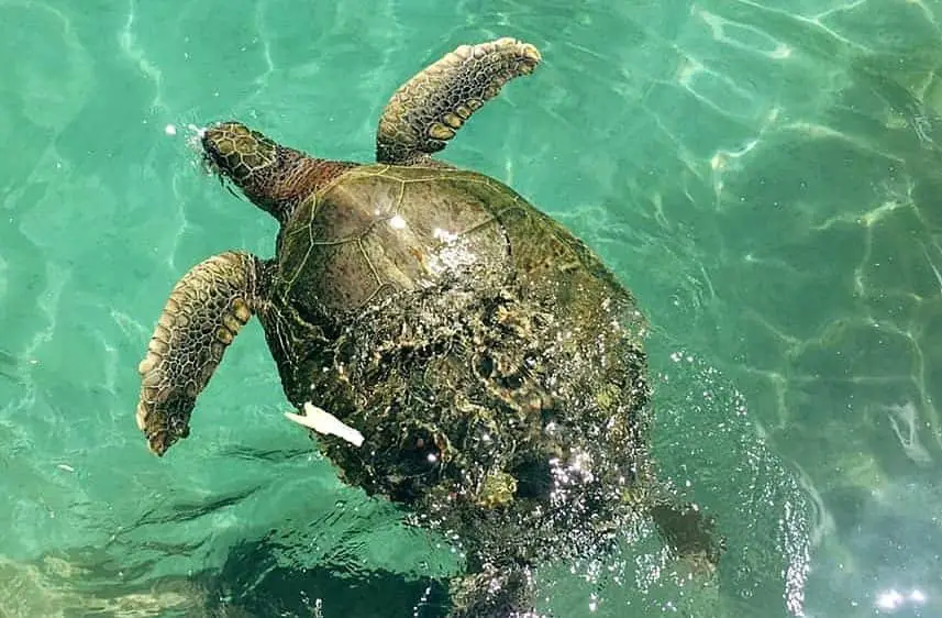 Swimming with turtles in Turtle Cove, Buck Island (St Thomas)