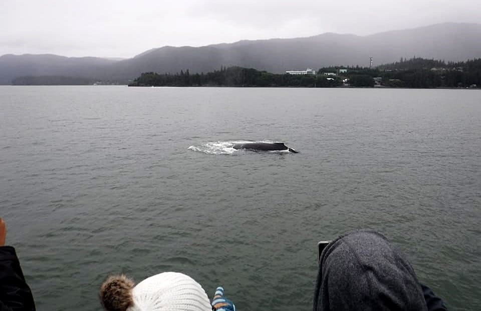 Whale Watching in Juneau Cruise Port