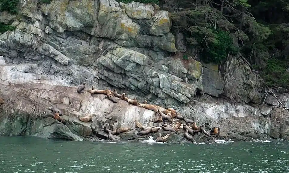 Wildlife spotting - Seals in Alaska