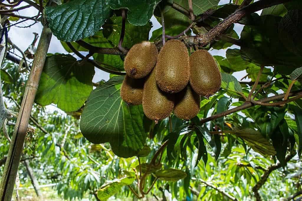 Kiwifruit Orchard - Kiwifruit Country in Tauranga cruise port