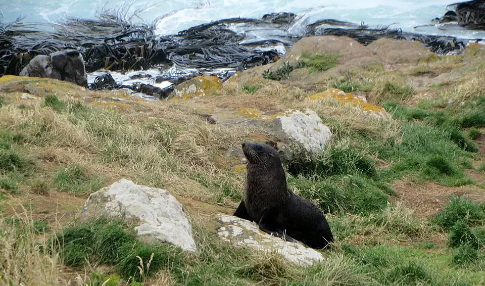 Fur seal, New Zealand