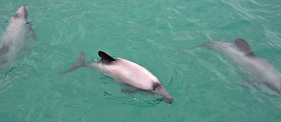Hector's dolphins,South Island, New Zealand