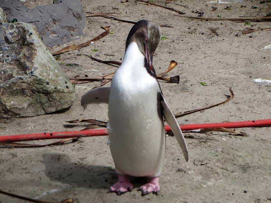 Pohatu Penguins, Akaroa, New Zealand