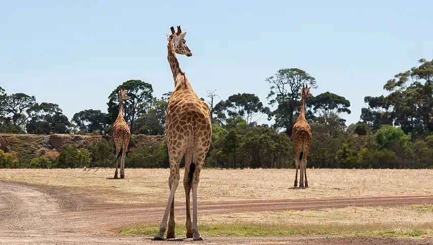 Werribee Open Range Zoo Melbourne