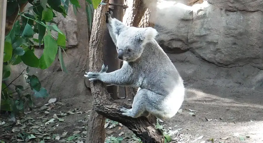 Wildlife Sydney Zoo