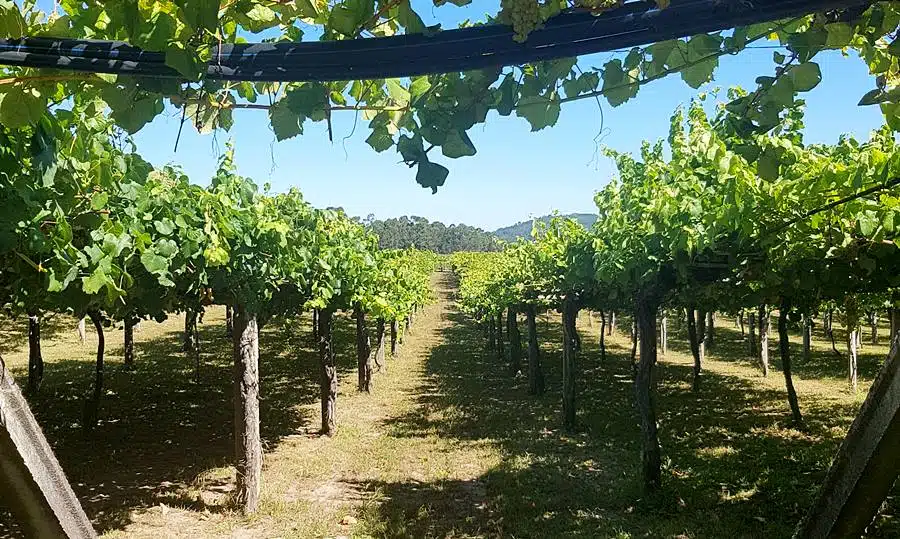 Bodegas Granbazan vineyard