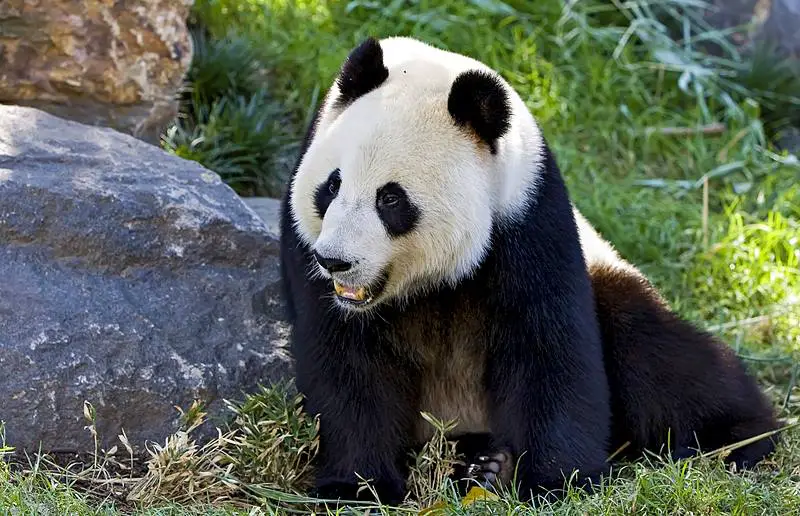 Adelaide Zoo - Giant Panda