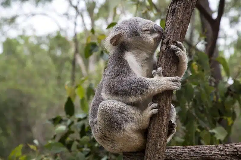 Lone Pine Koala Sanctuary Brisbane