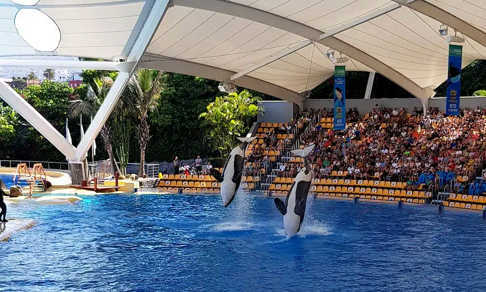 Loro Parque orca whales show