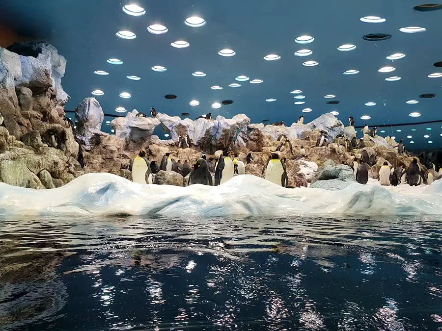 Loro Parque penguins
