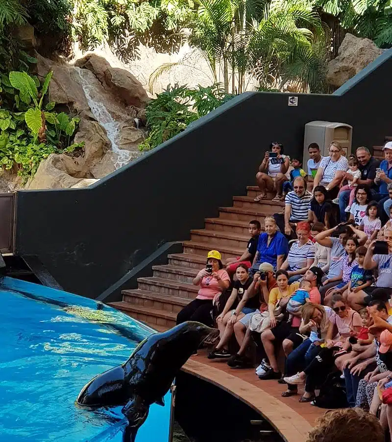 Loro Parque sea lion show