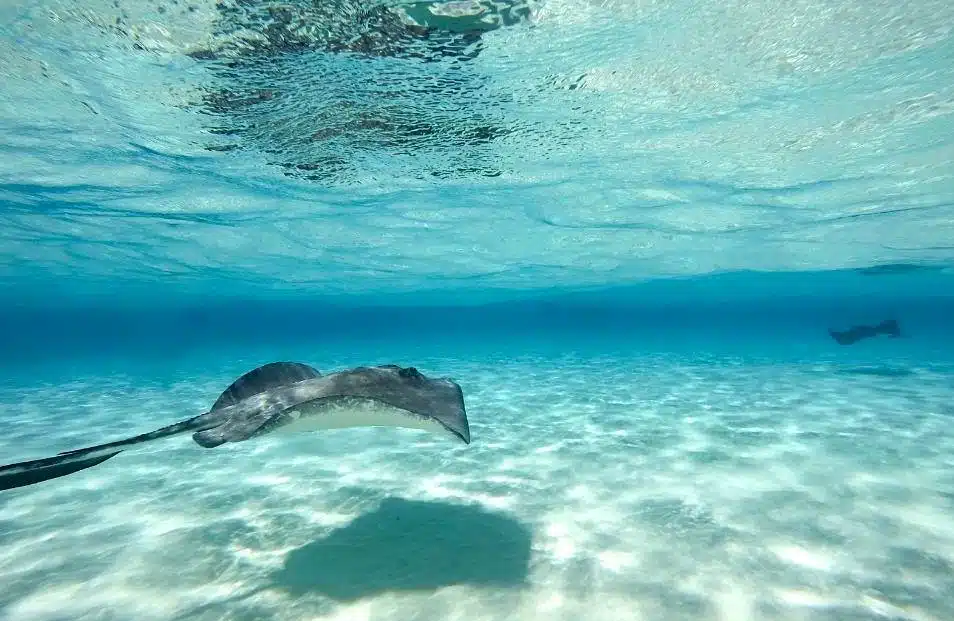 Gibbs Cay stingray