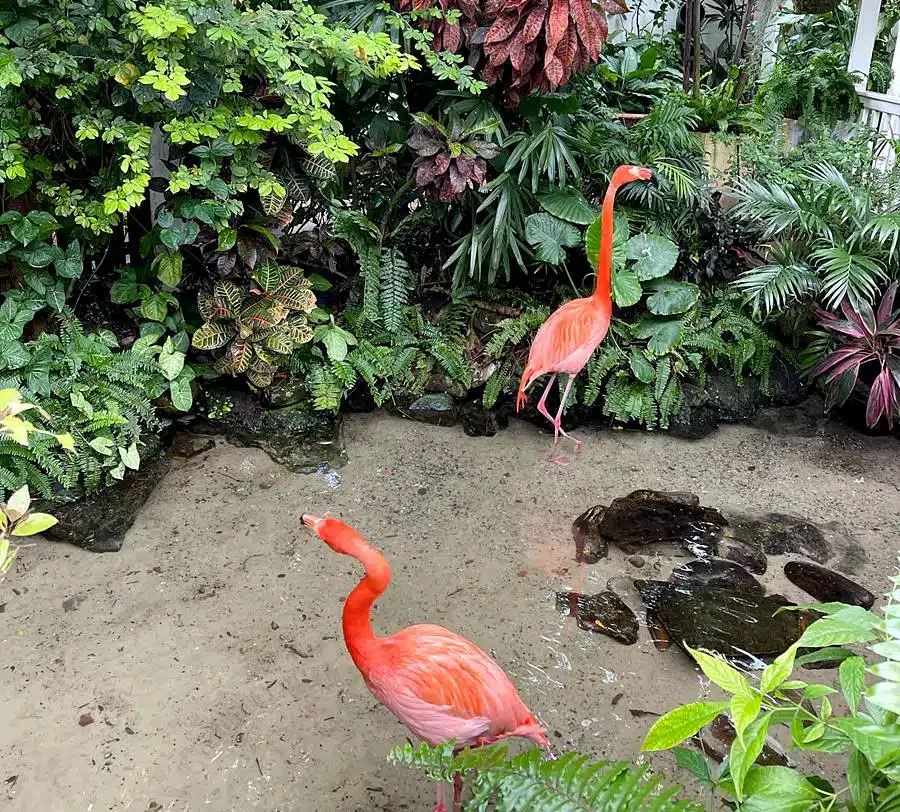 Key West Butterfly and Nature Conservatory