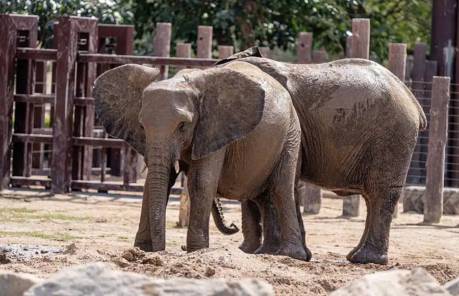 Kristiansand Zoo