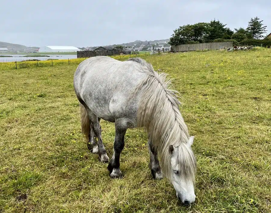 Lerwick - Shetland pony