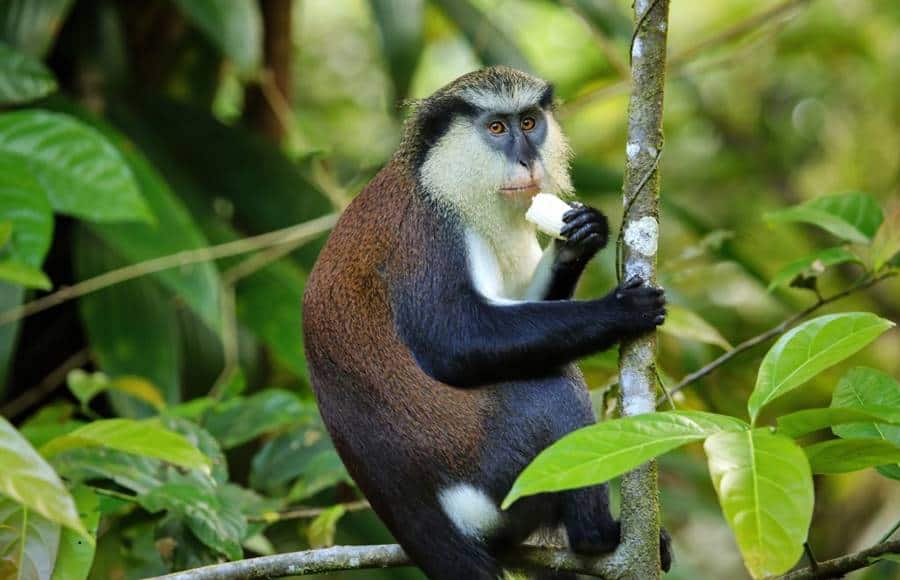 Grenada - Grand Etang National Park