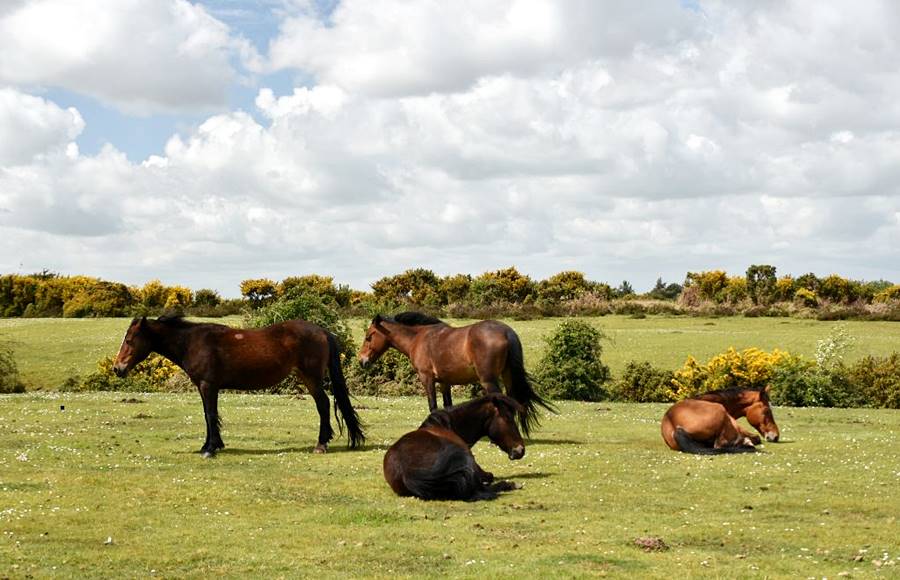 Ponies at New Forest National Park