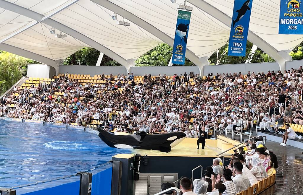 Loro Parque - Orca whale show