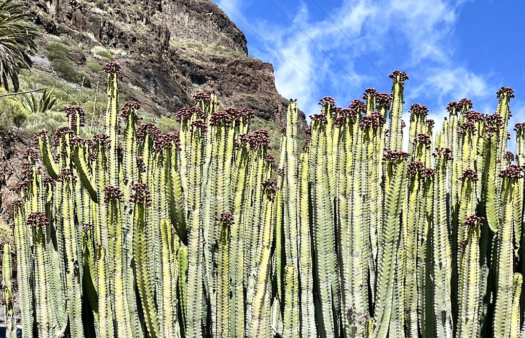 Masca Valley vegetation